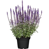 OBI Podlesna kadulja vijolična Ø lončka pribl. 13 cm, Salvia