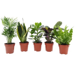 Zelena rastlina "Easy Care" več vrst visoka pribl. 35-45 cm Ø lonca pribl. 12 cm