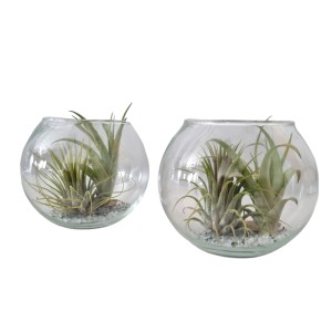 Aranžma tilancije v stekleni posodi s Ø pribl. 12 cm