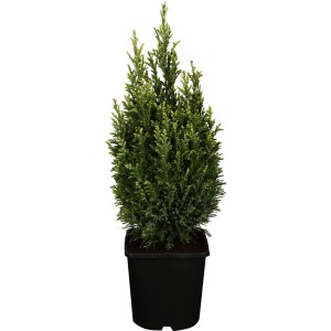 OBI Lawsonova pacipresa "Snow White" višina 20-30 cm lonec 2 l Chamaecyparis