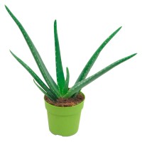 Aloja vera Višina pribl. 15-20 cm Ø lončka pribl. 12 cm