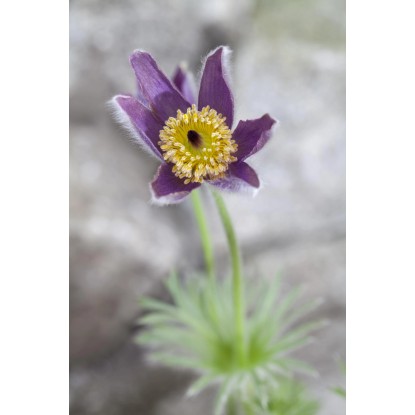 OBI Velikonočnica Ø lončka pribl. 13 cm Pulsatilla