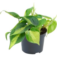 GROW by OBI Filodendron "Brasil" v lončku Ø pribl. 12 cm Philodendron scandens