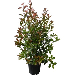 OBI Fotinija "Red Robin" višina pribl. 125–150 cm lonec pribl. 18 l Photinia