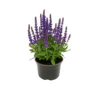 Gozdna kadulja vijoličasto-modra Ø lonca pribl. 15 cm Salvia nemorosa