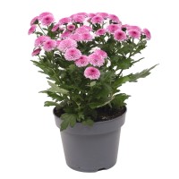 Krizantema Jellyfish pink višine 25 cm Ø lončka 12 cm Chrysanthemum indicum