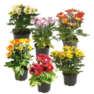 Krizantema, 1-stebelna, Ø lončka pribl. 9 cm, Chrysanthemum