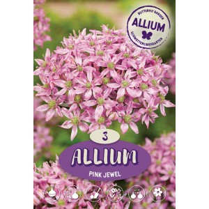Okrasna čebula Pink Jewel