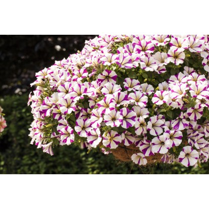 Viseča petunija Peppy Ø lonca pribl. 12 cm Petunia