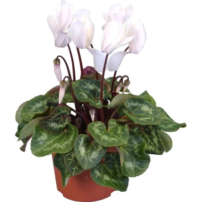 Perzijska ciklama "Midi" mešanica barv Ø lončka pribl. 10,5 cm