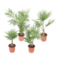 GROW by OBI Palma različne vrste višina 60 - 80 cm Ø lonca cca. 20 cm 1 kos