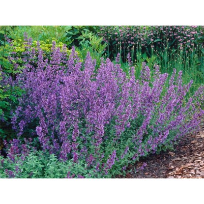 OBI Mačja meta modra Ø lonca pribl. 9 cm x 9 cm Nepeta