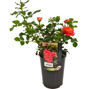 Vrtnica licenčne sorte različne barve lonec cca. 3 l