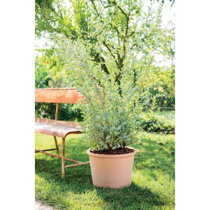 Deroma Cvetlični lonec valjasti Bordato 38 cm bel
