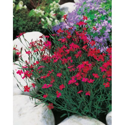 OBI Vrtni nagelj "Leuchtfunk" rdeča Ø lonca pribl. 9 cm x 9 cm Dianthus