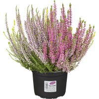 Jesenska vresa "Garden Girls" Trio Ø lončka pribl. 13 cm Calluna vulgaris