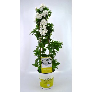 Nočni senčnik jasmina steblo bela višina pribl. 65 cm Ø lončka 19 cm  Solanum