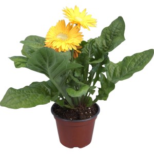 Gerbera različne barve Ø lončka pribl. 12 cm Gerbera
