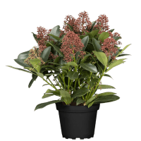 OBI Japonska skimija "Rubeola" rožnato-bela višina 20-30 cm lonec 2 l Skimmia