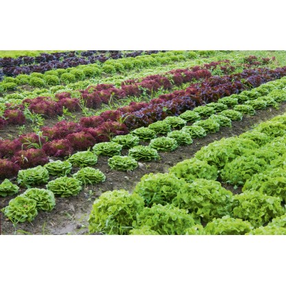 Mreža za zelenjavo in sadje 2 m x 5 m