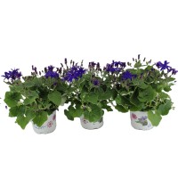 Grint v več barvah višine približno 20-35 cm Ø lončka 15 cm Senecio cruentus