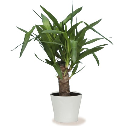 Scheurich Zunanji cvetlični lonček 808 Ø 13 cm Panna