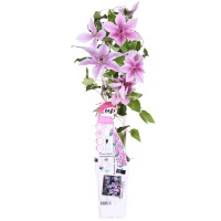 Clematis "Yuan" višina cca. 65 cm, lonec cca. 2 l