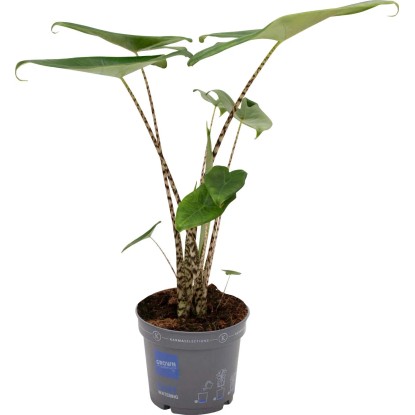 Alokazija Višina pribl. 65 - 75 cm Ø lončka pribl. 17 cm Alocasia zebrina