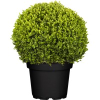 GROW by OBI Pušpan "Faulkner" pribl. 40 cm konec pribl. 15 l Buxus microphylla