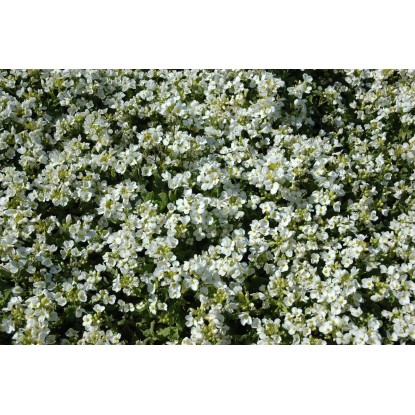 OBI Kavkaški repnjak "Schneehaube" bel Ø lonca pribl. 9 cm x 9 cm Arabis