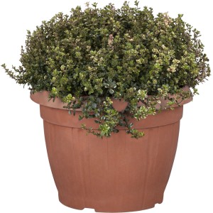 Grmiček z mešanimi začimbami Ø lončka pribl. 25 cm