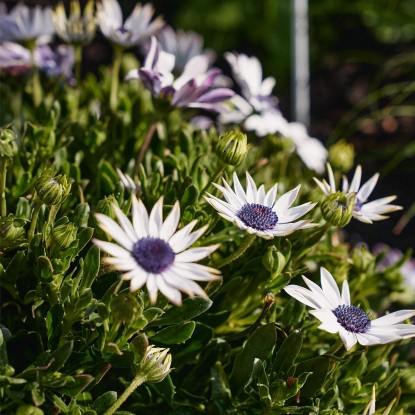 Kapski meseček Ø lončka pribl. 10,5 cm Osteospermum