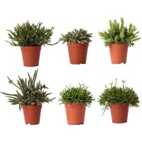 Koralni kaktus več vrst višina pribl. 10-20 cm Ø lončka pribl. 9 cm Rhipsalis