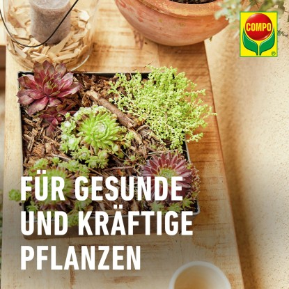 Compo Cactea Zemlja za gojenje kaktusov in sukulent 5 l