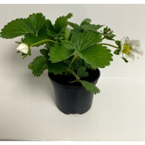 Sadike viseče jagode White Beltran F1 1 kos