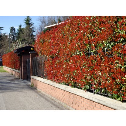 OBI Fotinija "Red Robin" višina pribl. 100–125 cm lonec pribl. 15 l Photinia