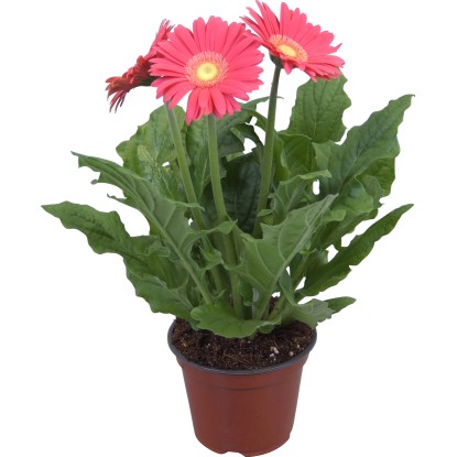 Gerbera različne barve Ø lončka pribl. 12 cm Gerbera
