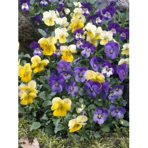 Rogata vijolica Trio Različne barve Premer lončka Ø pribl. 13 cm Viola cornuta