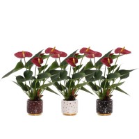 Flamingovec "Red Sparkle" v keramičnem loncu 20-30 cm Ø lonca 7 cm Anthurium