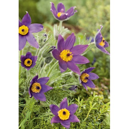 OBI Velikonočnica "Blue Bell" modra Ø lonca pribl. 9 cm x 9 cm Pulsatilla