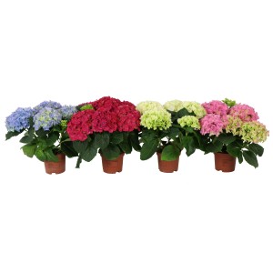 Kmečka hortenzija višina cca. 40 - 50 cm lonec Ø Hydrangea macrophylla