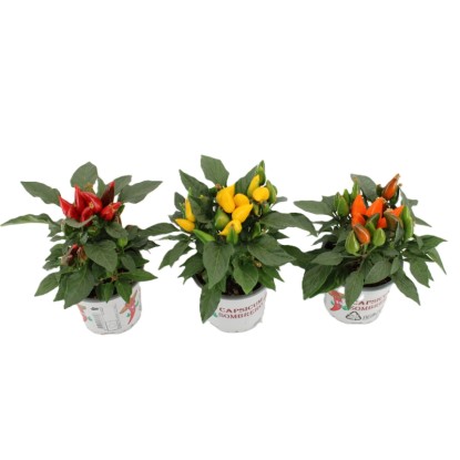 Okrasna paprika "Sombrero" več barv višine 25 cm Ø lončka 10,5 cm Capsicum