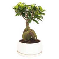 Ginseng Bonsaj okrogla skleda s podstavkom višine 40 cm Ø lončka 19 cm Ficus