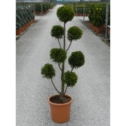 OBI Lejlandijeva cipresa "Castlewelland Gold" višina 100 cm lonec 14 l