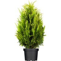 OBI Ameriški klek "Smaragd" višina pribl. 20-30 cm lonec pribl. 2 l Thuja