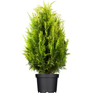 OBI Ameriški klek "Smaragd" višina pribl. 20-30 cm lonec pribl. 2 l Thuja