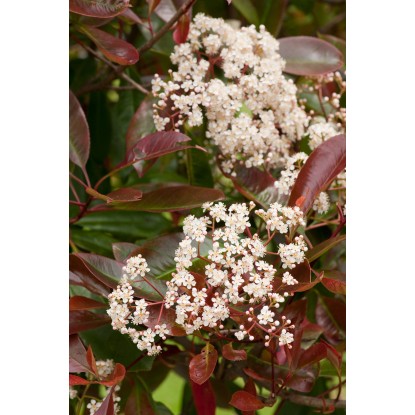 OBI Fotinija "Red Robin" višina pribl. 100–125 cm lonec pribl. 15 l Photinia