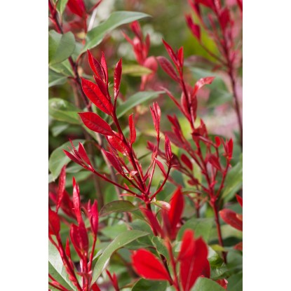 OBI Fotinija "Carré Rouge" višina pribl. 50–60 cm lonec pribl. 10 l Photinia