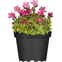 OBI Kamnokreč Ø pribl. 13 cm Saxifraga