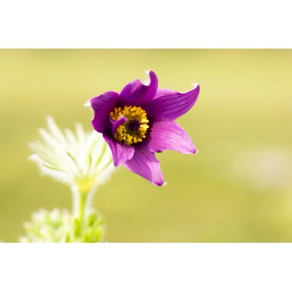 OBI Velikonočnica Ø lončka pribl. 13 cm Pulsatilla